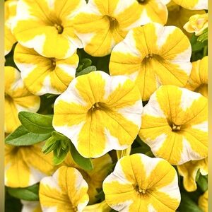 🌺🌴🌸🌴🌺🌴🌸🌴🌺🌴🌸🌴🌺🌴🌸🌴